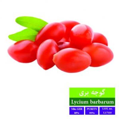 بذر گوجه بری بذر طلایی رویان