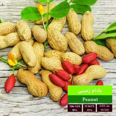 بذر بادام زمینی بذر طلایی رویان