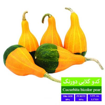 بذر کدو گلابی دو رنگ بذر طلایی رویان